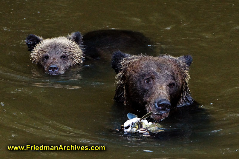 bear,bears,nature,wild,brown,wild,fuzzy,water,fish,meal,eating,fishing,